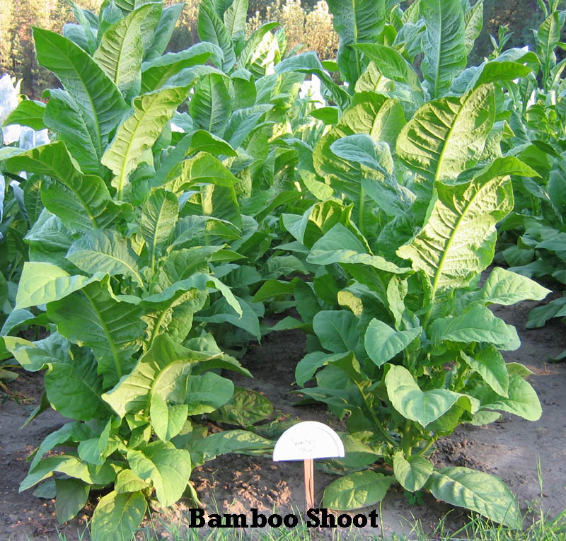 Farm Hand Seeds Bamboo Shoot 