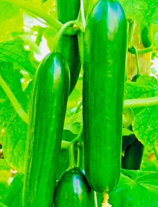 Tender green burpless cucumber