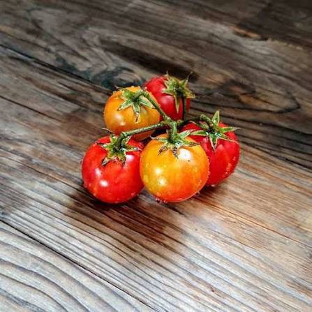 Bi-color Heirloom Cherry Tomato