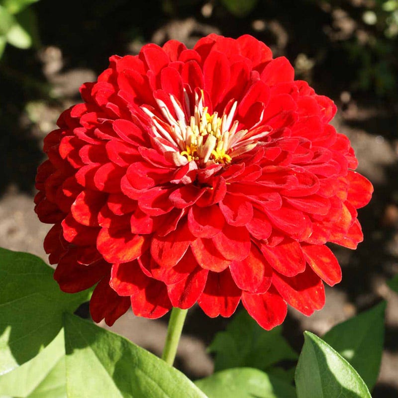 Confetti zinnia mix