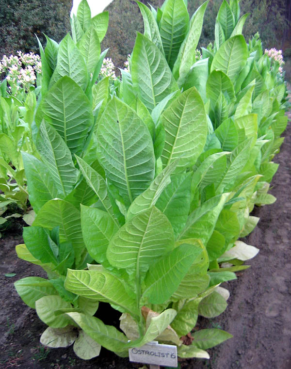 Ostrlogist 6 Tobacco