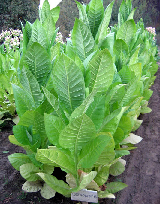 Ostrlogist 6 Tobacco