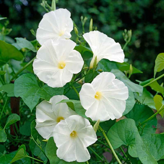 Pearly gates morning glory