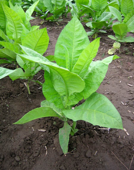 Farm Hand Seeds Awa Tobacco 