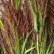 Red broom corn