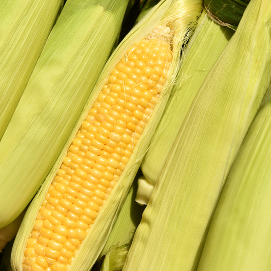 Jubilee sweet corn