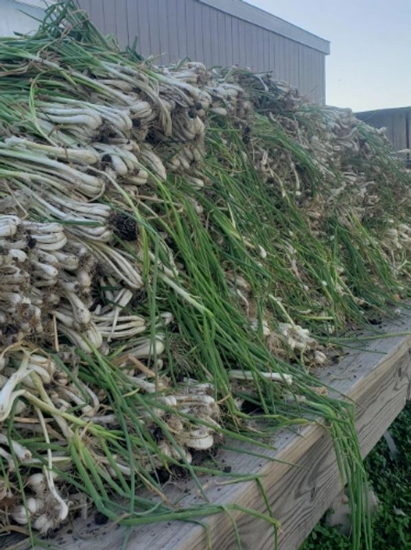 Old fashioned bunching onions