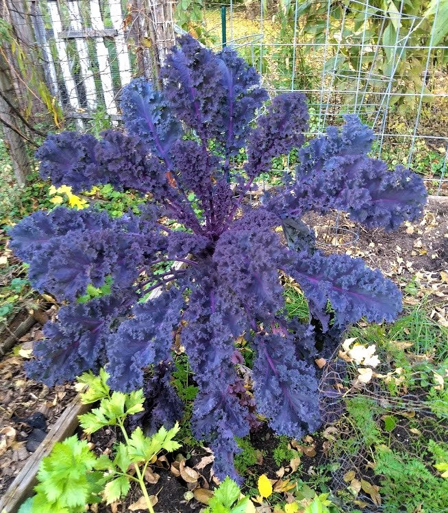 Garden blend kale
