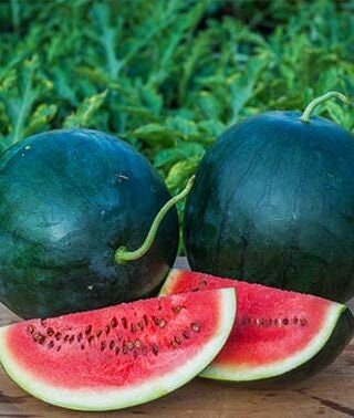 Blacktail mountain watermelon