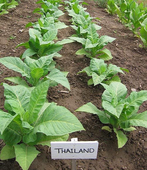 Thailand Tobacco