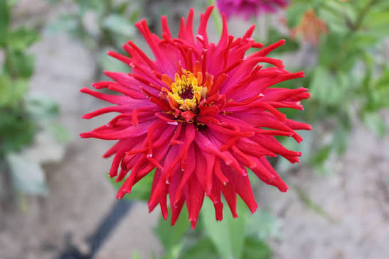 Red giant cactus zinnia