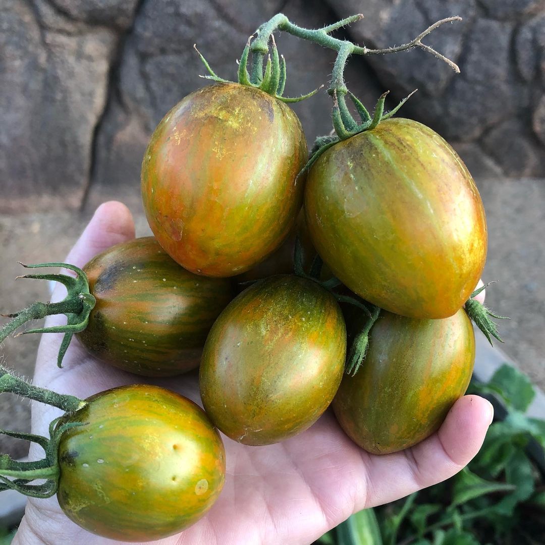 Brads atomic grape tomato