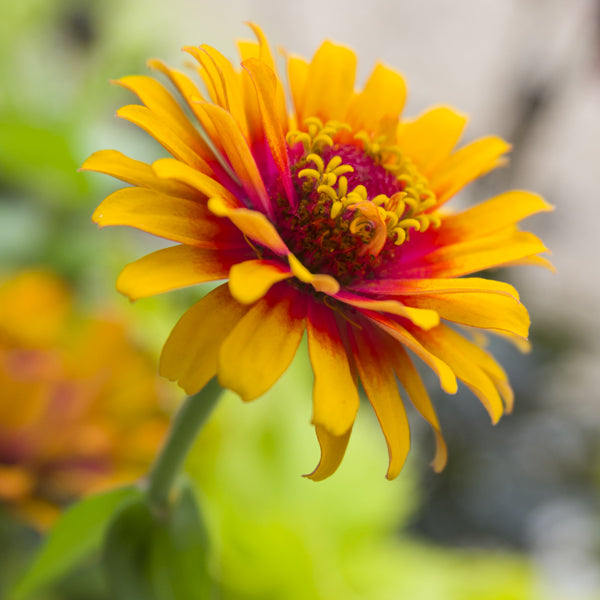 South of the border zinnia mix