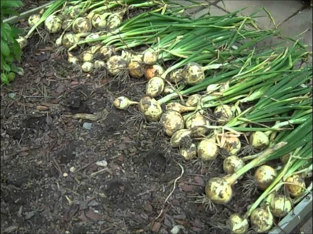 Walla walla sweet onion plants long day