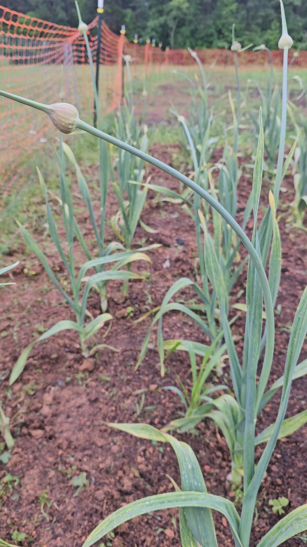 Elephant garlic