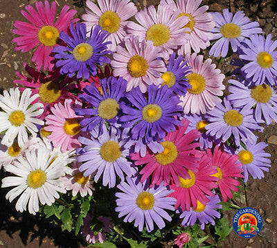 Single China aster