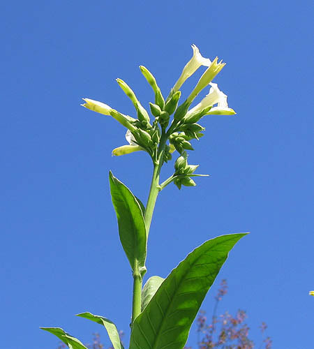 Farm Hand Seeds Bonanza Tobacco