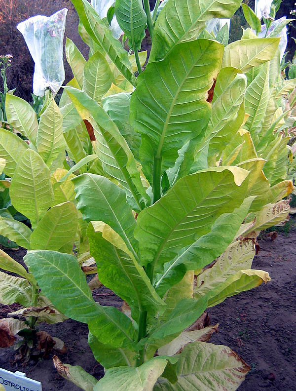 Ostrlogist 6 Tobacco
