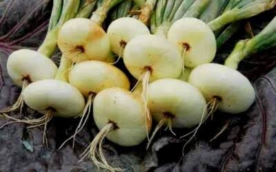 Borettana White Cipollini Onions