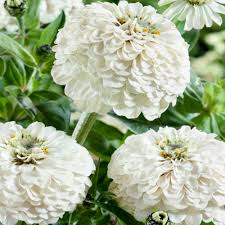 Polar bear white zinnia