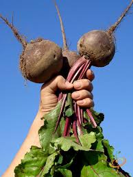 Detroit Dark Red beet