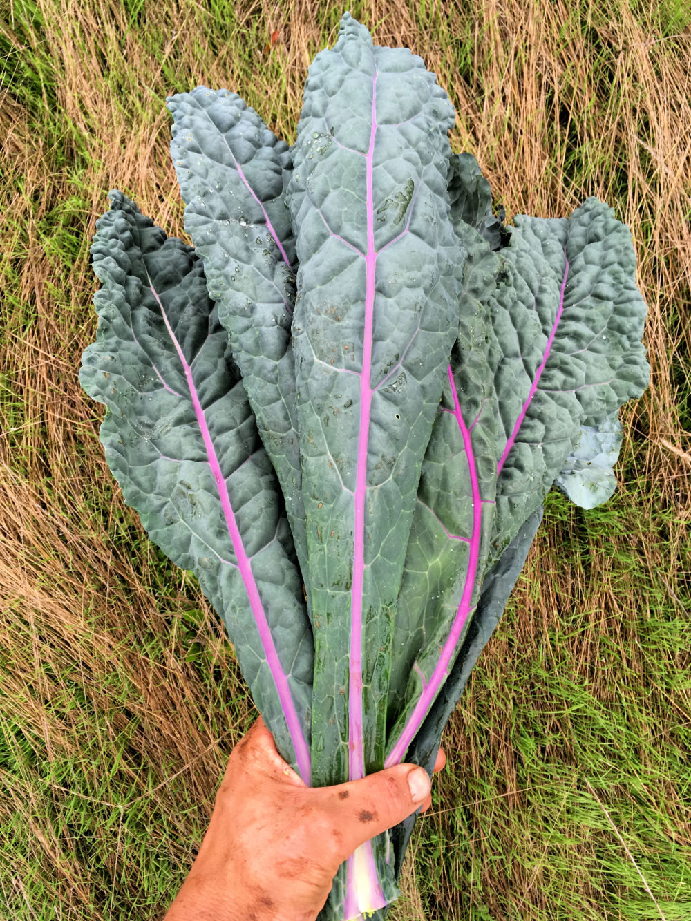 Blue dazzling kale