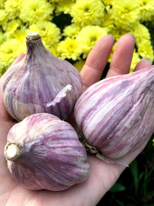 Thai purple garlic