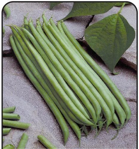 Black valentine green bean
