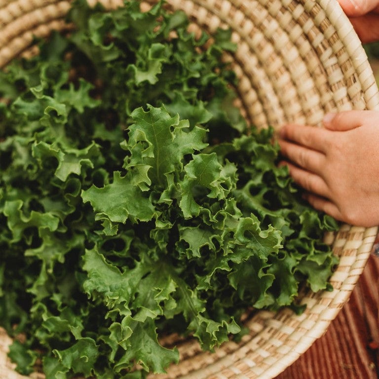 Tango lettuce