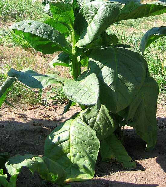 Farm.hand.seeds Red Russian