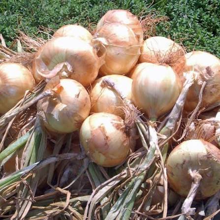 Vadalia sweet onion