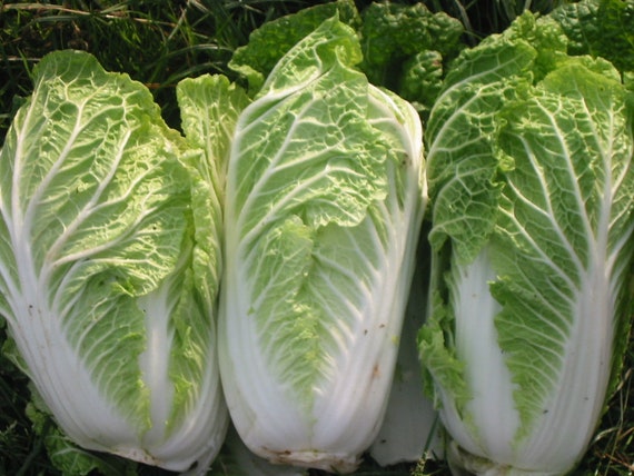 Michihili Chinese Cabbage