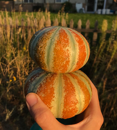 Kajari melon