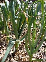 California giant garlic