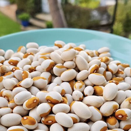 Kenearly yellow eye bean