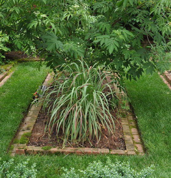 Lemon grass cuttings
