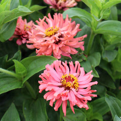 Rose giant cactus zinnia