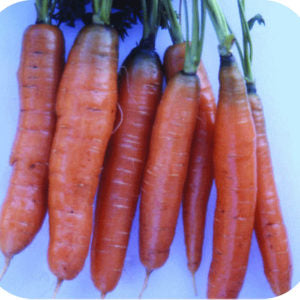 Scarlet red carrot