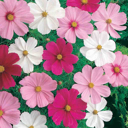 Dwarf cosmos mix