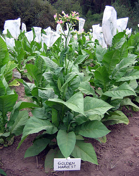 Farm Hand Seeds Golden Harvest Tobacco