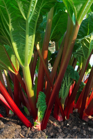 Victoria rhubarb