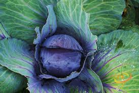 Red Acre Cabbage