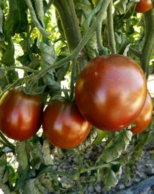Black prince tomato