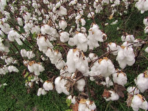 Upland cotton