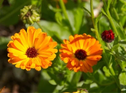 Balls orange calendula