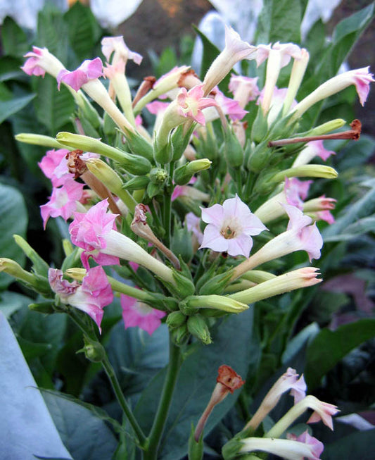Mammoth Gold Tobacco
