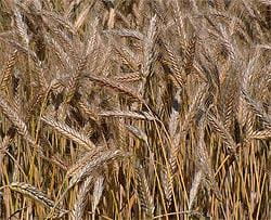 Tritical grain