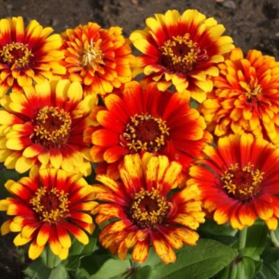 South of the border zinnia mix