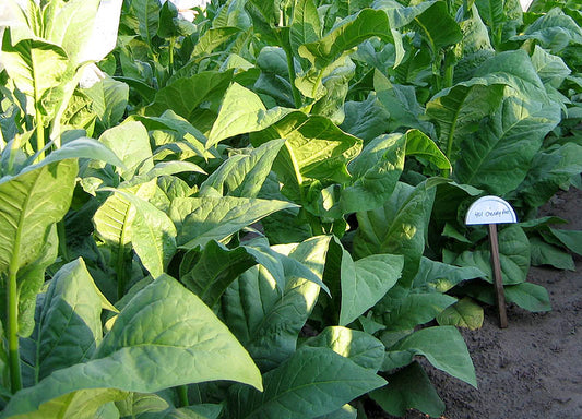 Farm Hand Seeds Cherry Red Tobacco