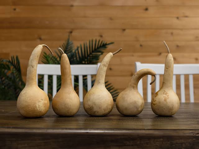 Dipper gourds